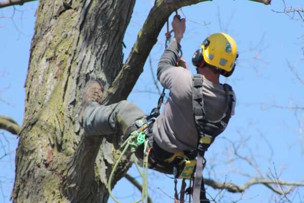 Consulting Arborist Sydney