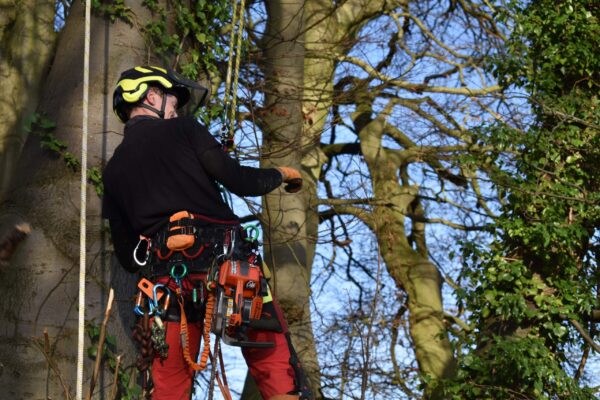 Level 5 Arborist